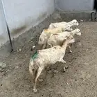 للبيع ضان