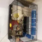 خميس مشيط الراقي