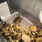 سلحفاة برمائيه
