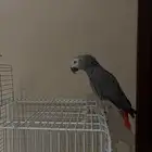 كاسكو للبيع