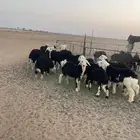 رخال نجد (( تم البيع ))