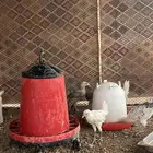 دجاج للبيع