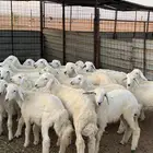 طليان ورخال حريه