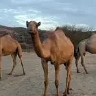 انياق كفو للبيع
