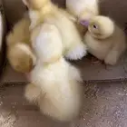 صوص بط