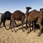 حشو