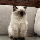 قطة للبيع