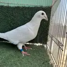 زاجل ابيض