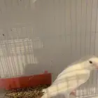 ذكر كنار لون ابيض مغرد حريقه