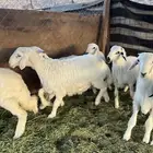 طليان حريه من المراح شرط