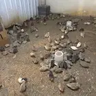 سمان للبيع