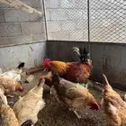 دجاج بلدي فواخر احجام تب