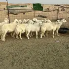 غنم حريات مقاني