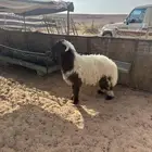 نعيمي طيب طرف وشعره