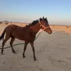 خيل عربي اصيل