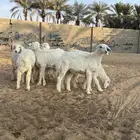 حرياات عدد 10