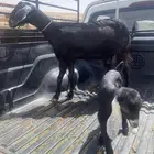 عنز حبشيه
