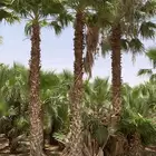 نخيل توريد وتركيب