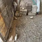 صوص سمان