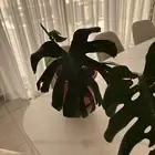 نبات القفص الصدري