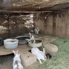 ارانب ذكور ذبح او تربية