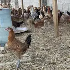 دجاج بلدي بياض وبشاير