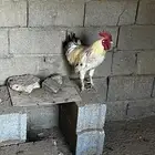 ديك تركي