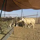 شمال احد المسارحه