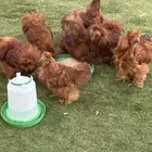 قطني أمريكي اصل