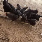 دجاج تركي مشروط نظيف