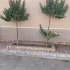 شجر جهنميه