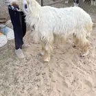 خروف عيسي