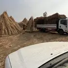 قصب ابيض للبيع