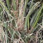 صنية للبيع  صفاري  عجوى   مجدول   برني العيص   شلبي