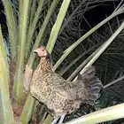 ديك و دجاجه