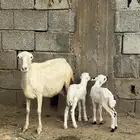 نعجة منتوج بتوأم