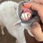 رخل ثنيه