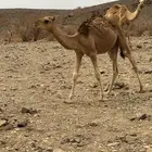 قعود لباني