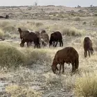 طليان سواكني طيبة