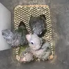 فروخ كنيور