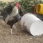 3 ديكه بلدي ودجاتين للبيع