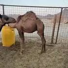 قعدان فاخرة وطيبات