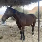 للبيع فرس
