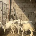 خرفان على السوم