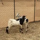 تيوس للبيع