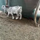 للبيع تيسين