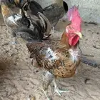ديكة بلدية للبيع
