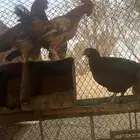 دجاج للبيع