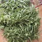 حبق طازج قطف جديد