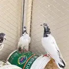 حمام باكستاني